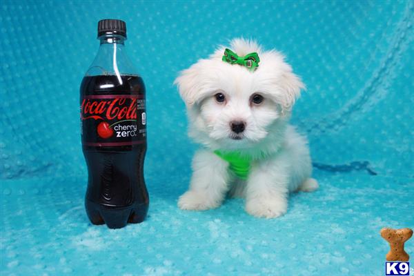 lvpuppyheaven Picture 2